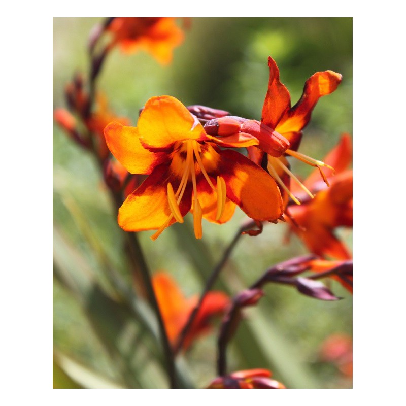 Crocosmia Emily Mc Kenzie Crocosmia Emily Mc Kenzie