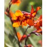 Crocosmia Emily Mc Kenzie
