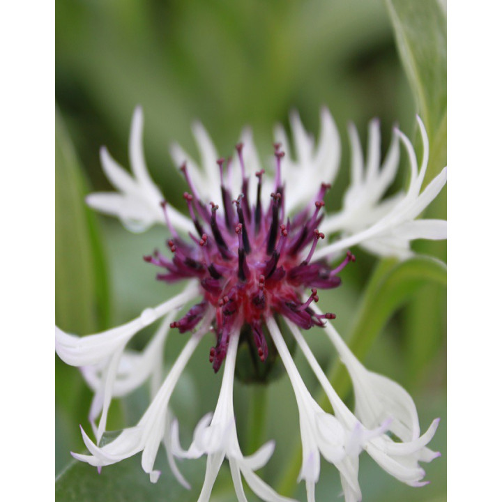 Gros plan sur la fleur de la Centaurea montana Amethyst in Snow