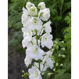 Delphinium x pacific Galahad