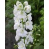 Delphinium x pacific Galahad