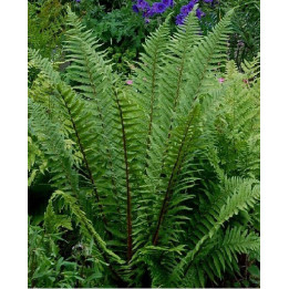 Dryopteris affinis
