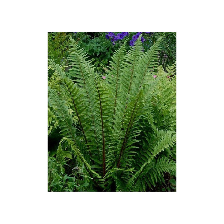 Dryopteris affinis