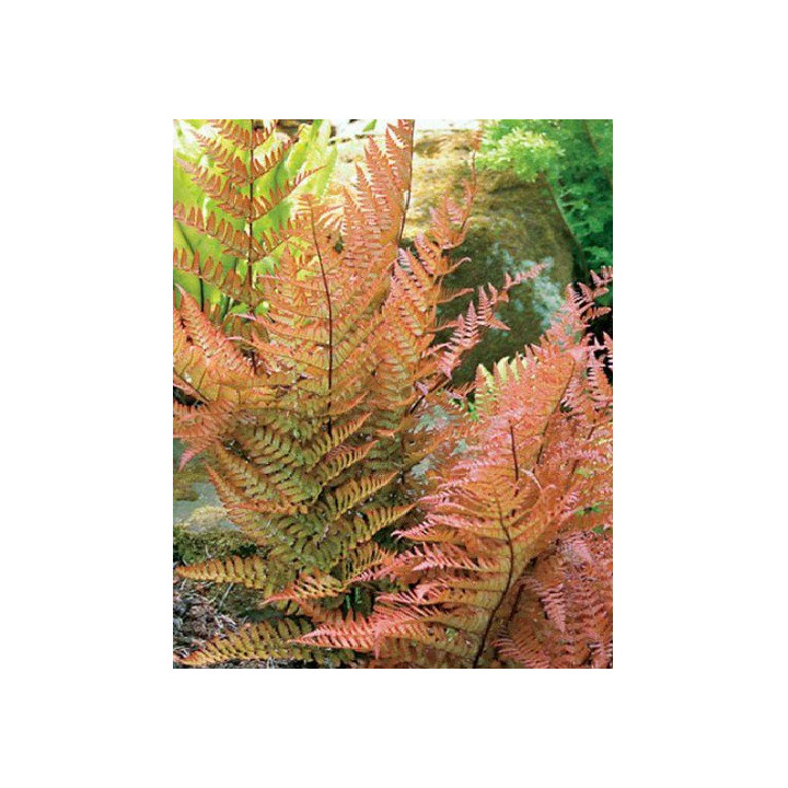 Dryopteris erythrosora