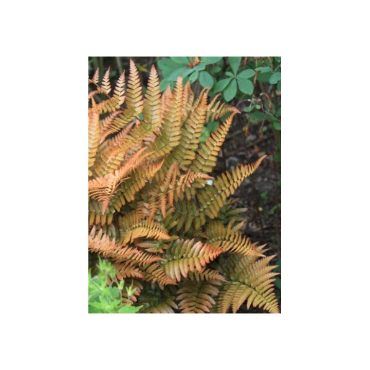Dryopteris erythrosora