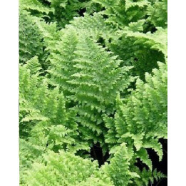 Dryopteris dilatata crispa Whiteside