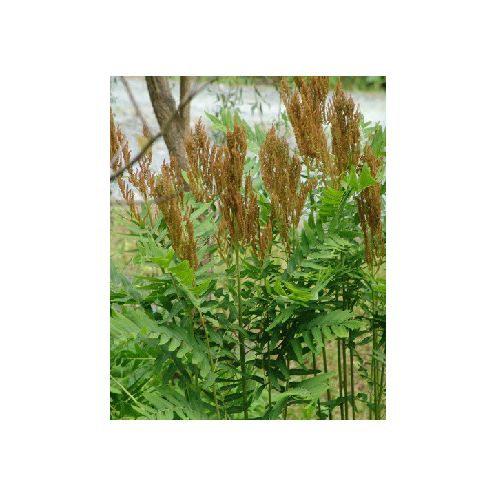 Osmunda regalis