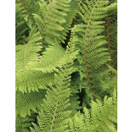 Polystichum setiferum Proliferum