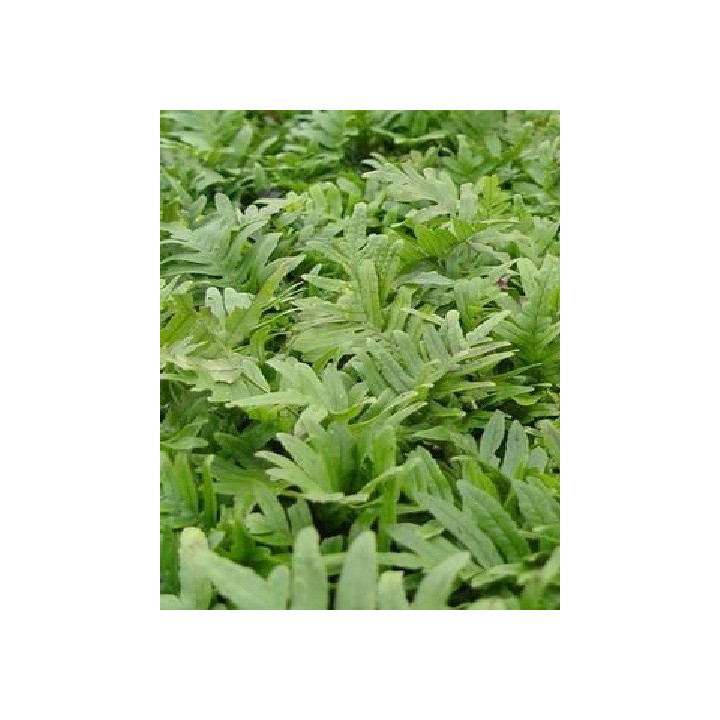 Polypodium Whitley Giant