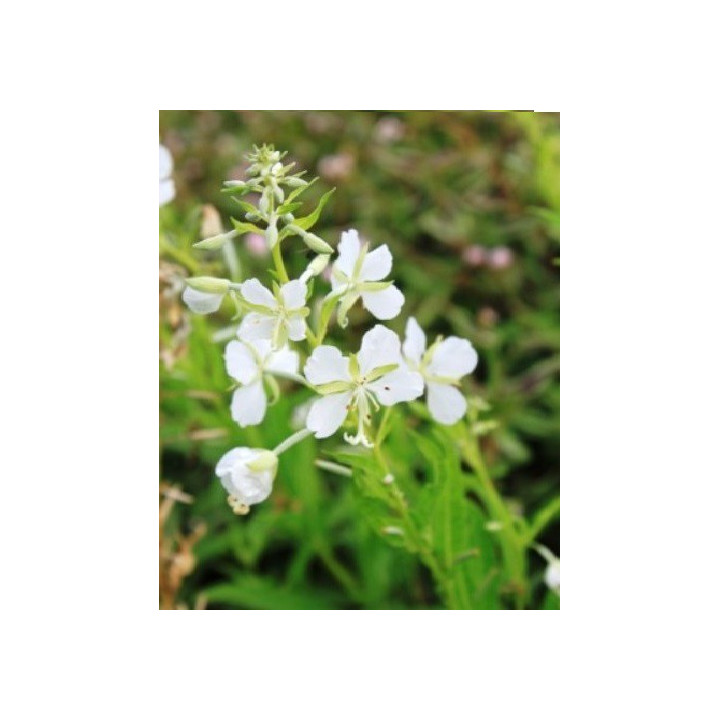 Epilobium angustifolium Album