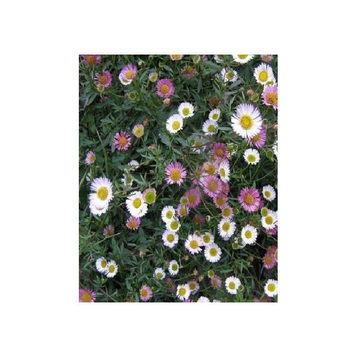 Erigeron karvinskianus