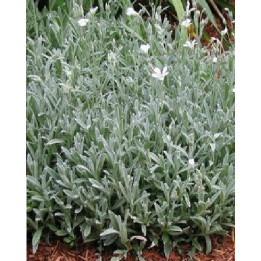 Cerastium tomentosum