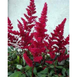 Astilbe chinensis Vision in Red