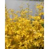 Filipendula ulmaria Aurea
