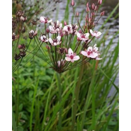 Butomus umbellatus - Jonc fleuri
