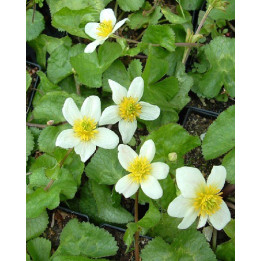 Caltha palustris Alba - Souci d'eau à fleur blanche