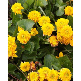 Caltha palustris Multiplex - Souci d'eau à fleur jaune double
