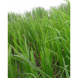 Glyceria maxima - Glycérie aquatique