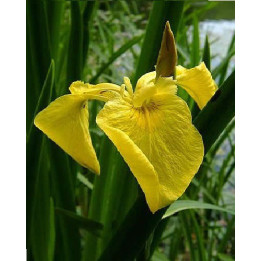 Iris pseudacorus- Iris des marais