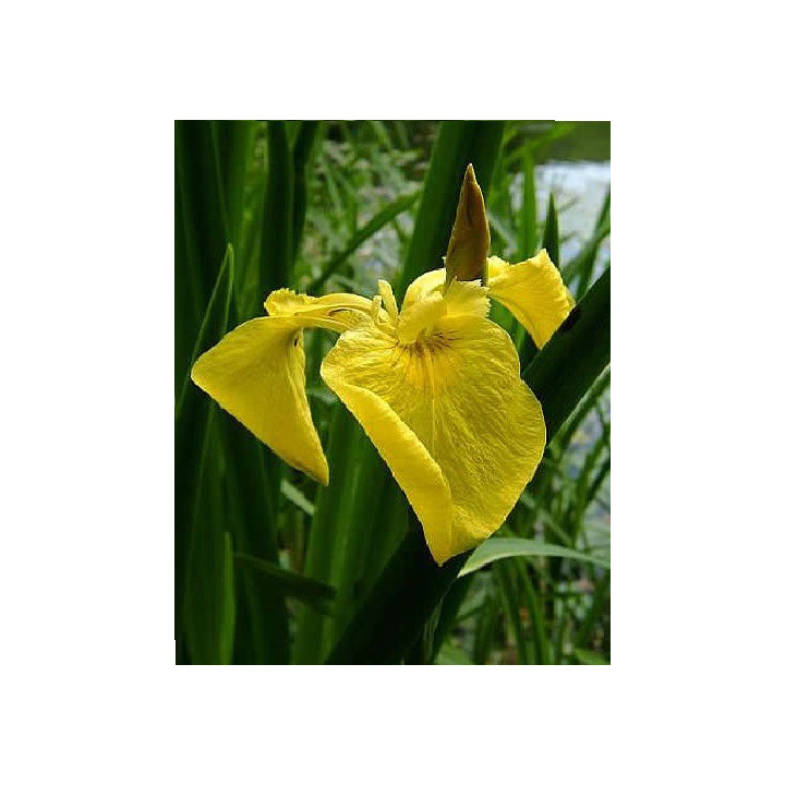 Iris pseudacorus- Iris des marais