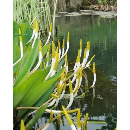Orontium aquaticum - Plante bougie