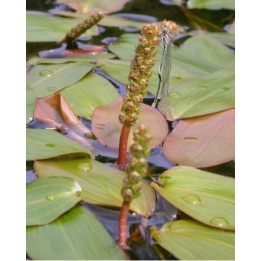 Potamogeton natans