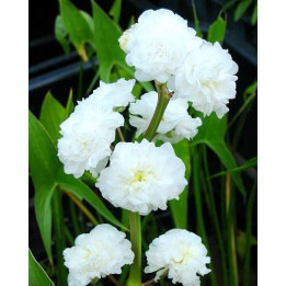 Sagittaria japonica flore pleno