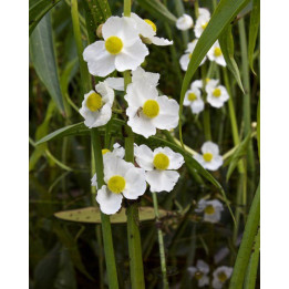 Sagittaria latifolia