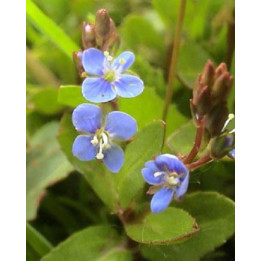Veronica beccabunga