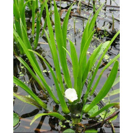 Stratiotes aloides