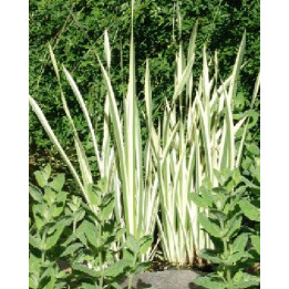 Acorus calamus Variegatus