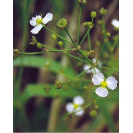 Alisma plantago - Plantain d'eau