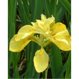 Iris pseudacorus Flore Pleno
