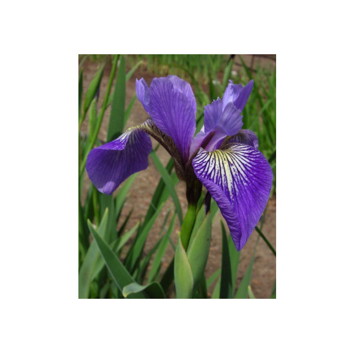 Iris versicolor- Iris d'amérique