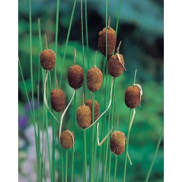 Typha minima- Petites Massettes