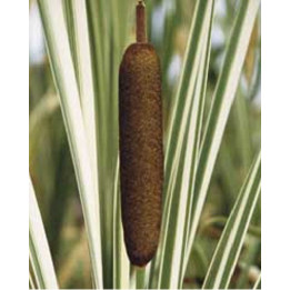 Typha latifolia Variegata - Massette à feuilles larges