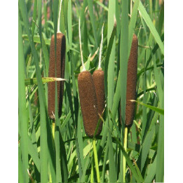 Typha latifolia - Massette à feuilles larges