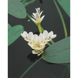 Aponogeton distachyos