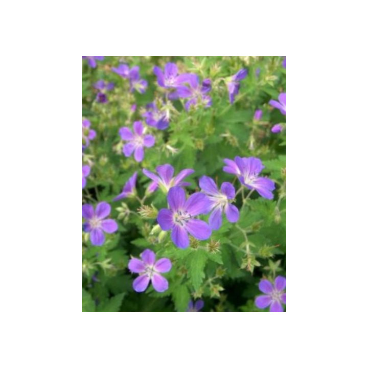 Geranium sylvaticum Mayflower
