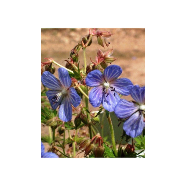 Geranium pratense Mrs Kendall Clarck
