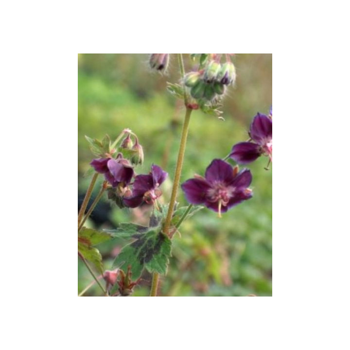 Geranium phaeum Samobor