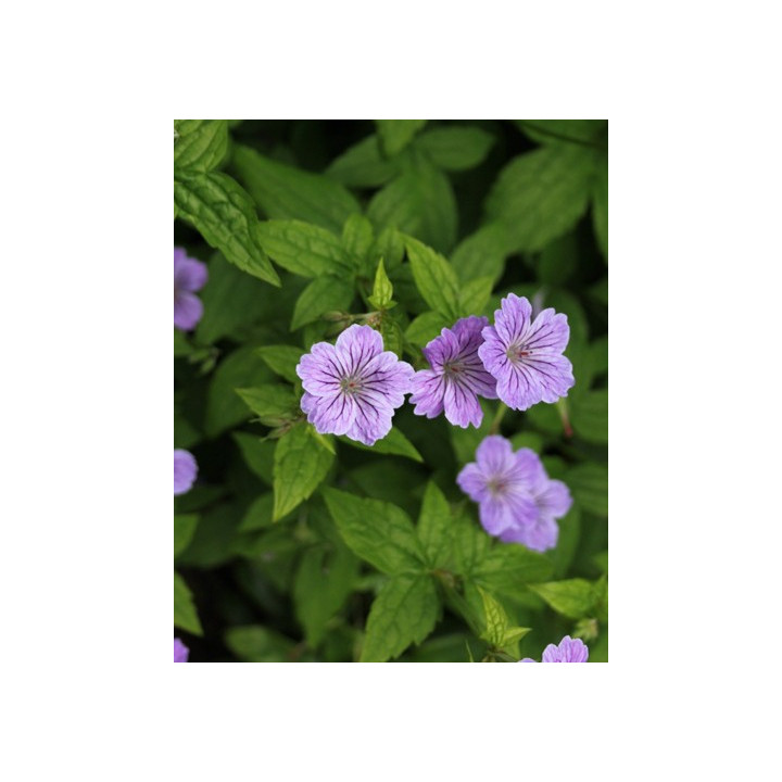 Fleurs mauves du Geranium nodosum Clos du Coudray