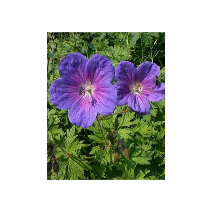 Geranium himalayense Gravetye