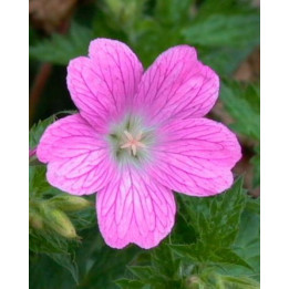 Geranium oxonianum Claridge Druce