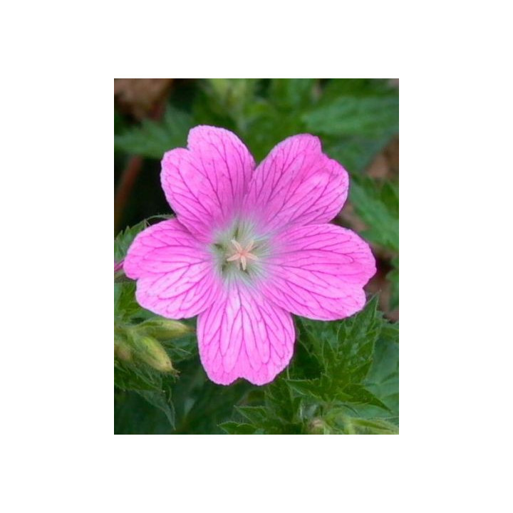 Geranium oxonianum Claridge Druce