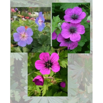 Lot de 3 Geraniums Les Champions de la Floraison