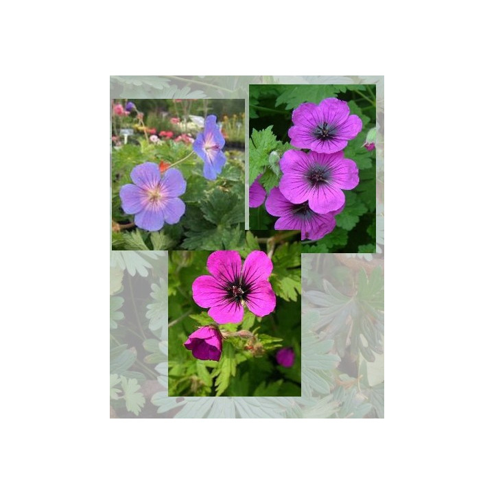 Lot de 3 Geraniums Les Champions de la Floraison