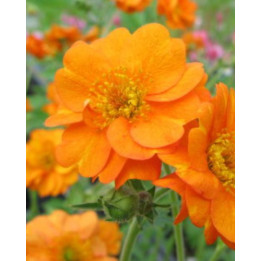 Geum chiloense Princess Juliana