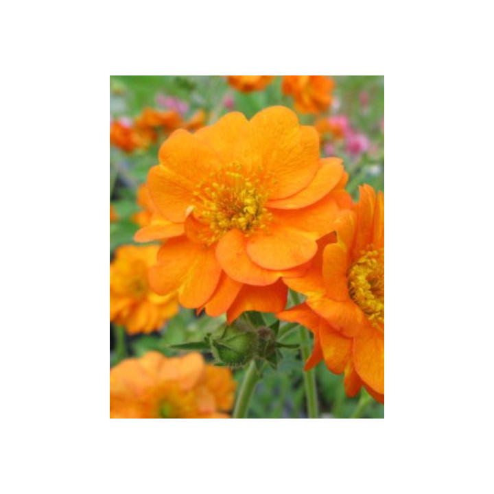 Geum chiloense Princess Juliana