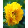 Geum Lady Stratheden